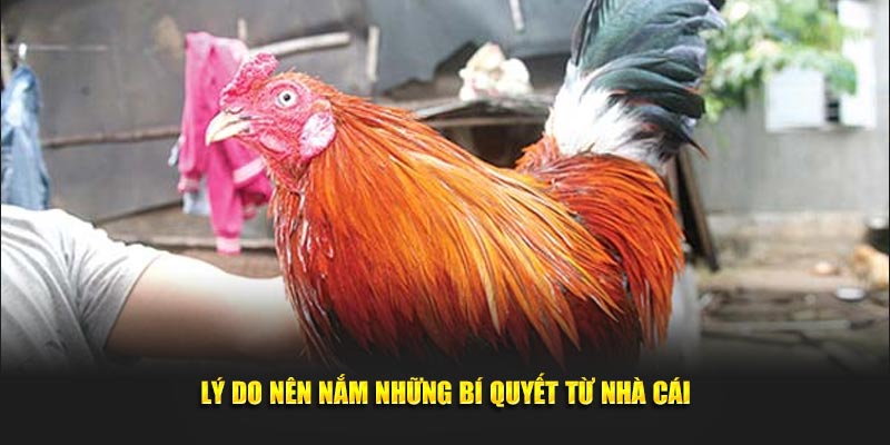 Lý do nên nắm những bí quyết từ nhà cái