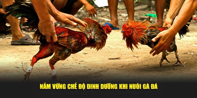 Nắm vững chế độ dinh dưỡng trong cách nuôi gà