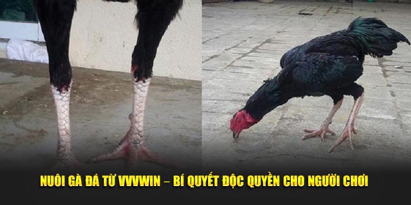 Cách nuôi gà đá bí quyết độc quyền cho người chơi