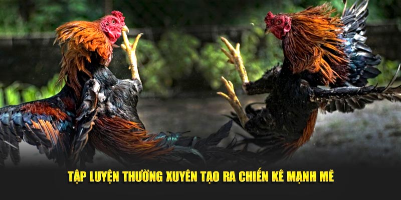 Tập luyện thường xuyên tạo ra chiến kê mạnh mẽ