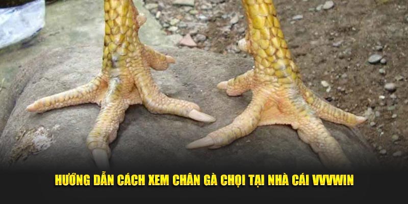 Hướng dẫn cách xem chân gà chọi tại nhà cái Vvvwin