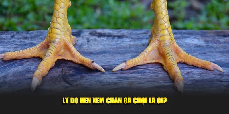 Lý do nên xem chân gà chọi là gì?