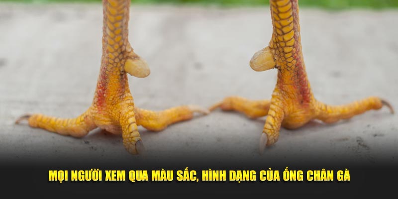 Mọi người xem qua màu sắc, hình dạng của ống chân gà