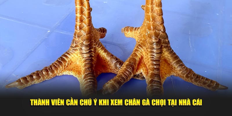 Thành viên cần chú ý khi xem chân gà chọi tại nhà cái